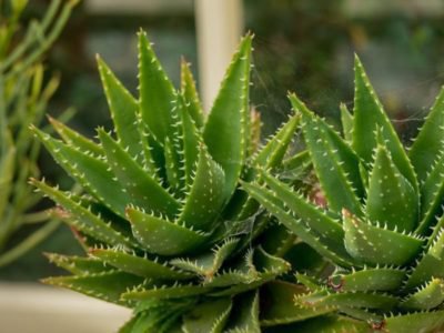 <i>Aloe mitriforis</i>
