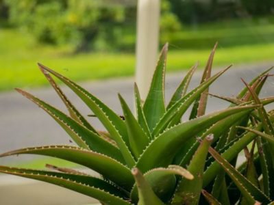 <i>Aloe strialuta</i>