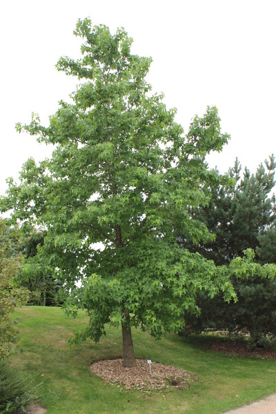 etablierter Baum