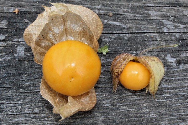 Les baies sont plus petites que les coquerets du P&eacute;rou classiques, planter des physalis