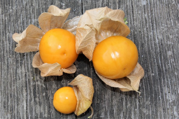 Coqueret du P&eacute;rou Fruttosa - planter des physalis, lubera