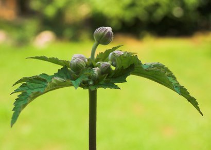 Boutons de fleurs d'une an&eacute;mone