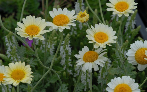 Plantes bioindicatrices, Anthemis tinctoria Susanna Michell, camomille tinctoriale
