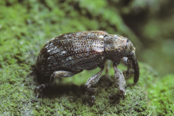 <i>Anthonomus pomorum</i>, anthonome du pommier, ravageurs du pommier