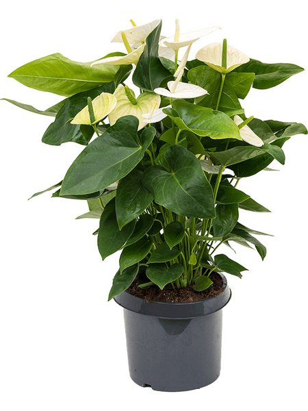 Anthurium andraeanum 'Alaska', Busch Wei�, im 26cm Topf, H�he 85cm, Breite 50cm