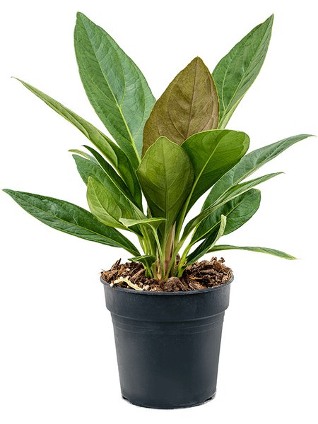 Anthurium elipticum 'Jungle' hybriden, Busch, im 17cm Topf, H�he 45cm, Breite 35cm