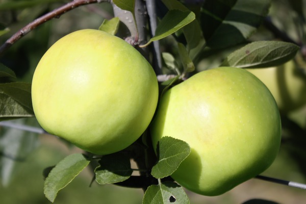 Vari&eacute;t&eacute;s de pommes sucr&eacute;es pomme Bionda Bella lubera