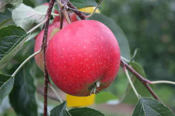 Quand les pommes sont-elles m&ucirc;res r&eacute;colte de pommes Paradis Ninifee Lubera