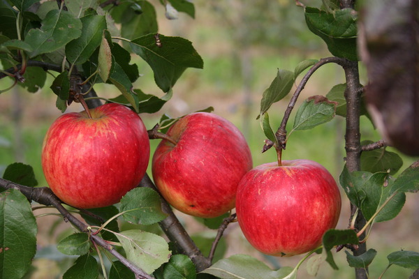 Pomme Paradis&reg; Sierra - haute-tige, o&iuml;dium et mildiou