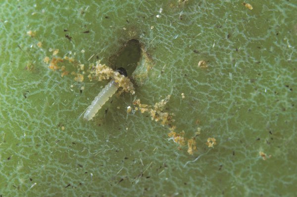 <i>Cydia pomonella</i>, carpocapse, ravageur du pommier
