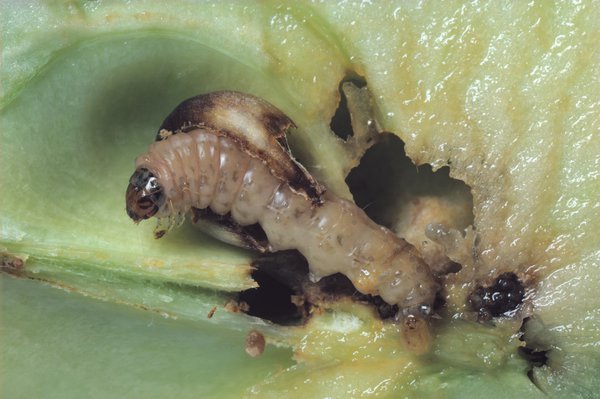 <i>Cydia pomonella</i>, carpocapse, ravageur du pommier