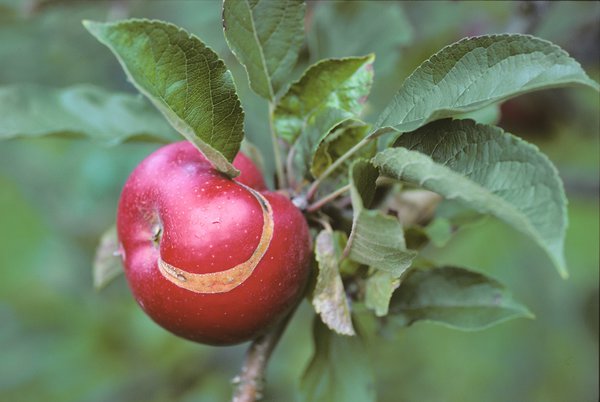 <i>Hoplocampa testudinea</i>, ravageurs du pommier