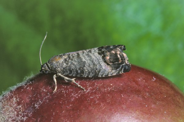 <i>Cydia pomonella</i>, carpocapse, ravageur du pommier