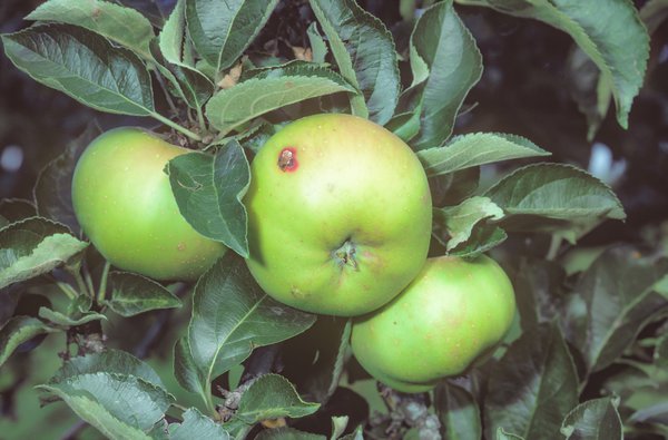 <i>Cydia pomonella</i>, carpocapse, ravageur du pommier