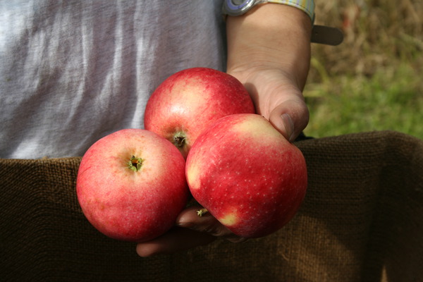 Quand les pommes sont-elles m&ucirc;res Paradis Sierra Lubera