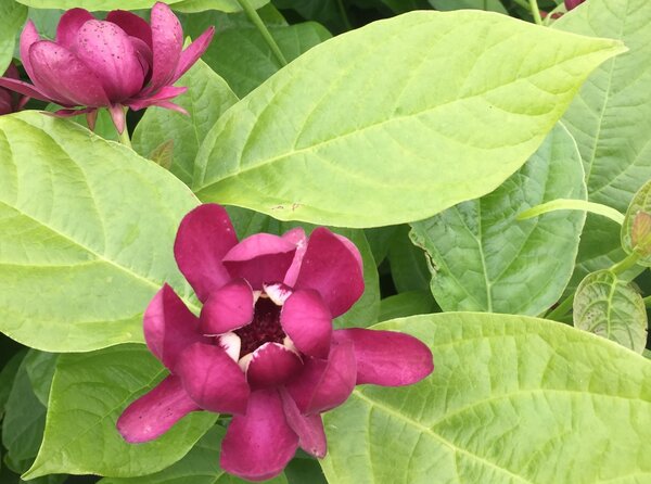 Arbre aux an&eacute;mones 'Aphrodite', Calycanthus floridus, arbustes &agrave; fleurs