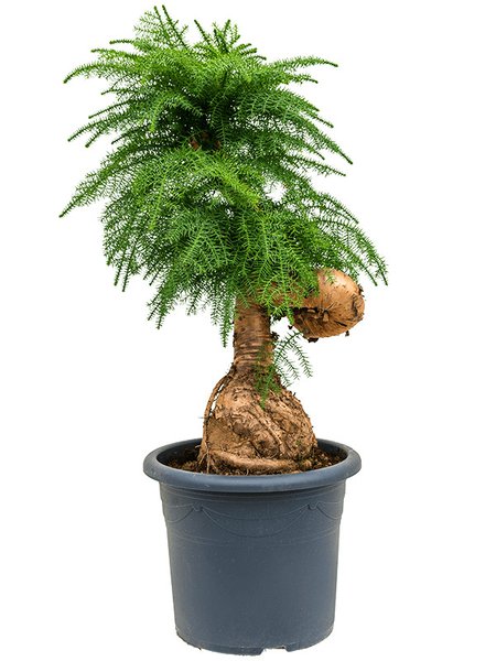 Araucaria cunninghamii, Bonsai, im 40cm Topf, H�he 125cm, Breite 60cm