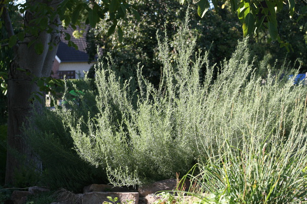 Plantes aromatiques qui s'associent bien, Artemisia alba, herbe &agrave; cola