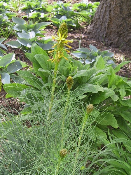 Asphodeline lutea