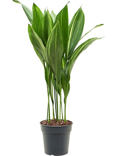 Aspidistra elatior variegata, Tuff, im 21cm Topf, H�he 90cm, Breite 40cm