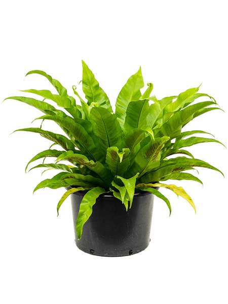 Asplenium antiquum, Busch, im 37cm Topf, H�he 70cm, Breite 75cm