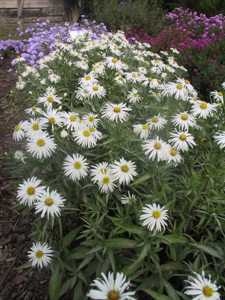 Aster dumosus 'Kristina'