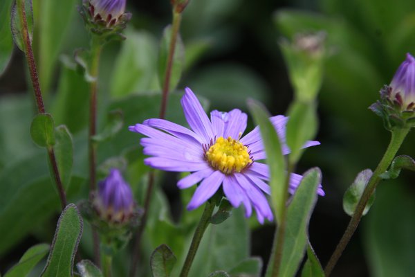 Plantes bioindicatrices, Aster amellus Aster, amelle ou Marguerite de la Saint-Michel