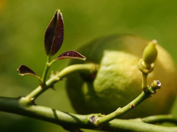Le citronnier perd ses fruits