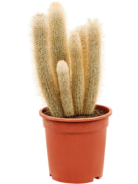 Austrocephalocereus dybowskii, Tuff, im 21cm Topf, H�he 40cm, Breite 25cm