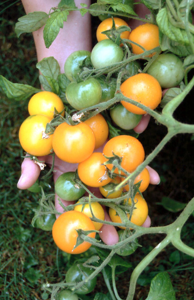 Balkontomate Ida Gold Tomate Strauch auf Hand