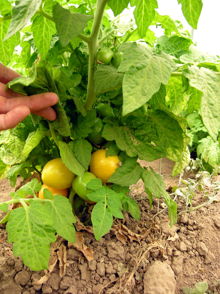 Balkontomate Tigerette Cherry Strauch