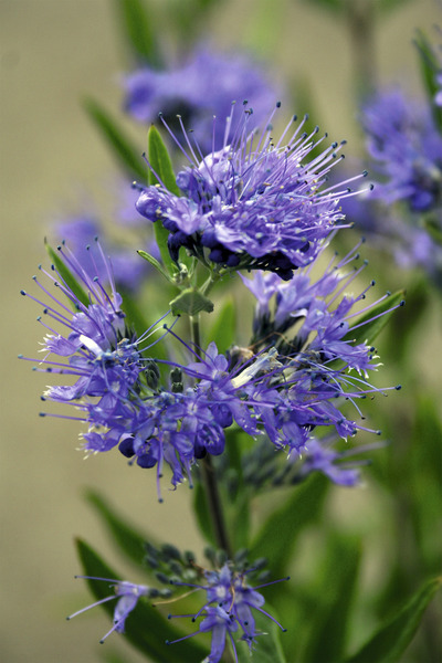 Bartblume Kew Blue, dunkelblau in voller Bl�te an Triebspitze