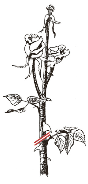 Taille des rosiers &agrave; fleurs group&eacute;es Taille d&rsquo;&eacute;t&eacute; Lubera