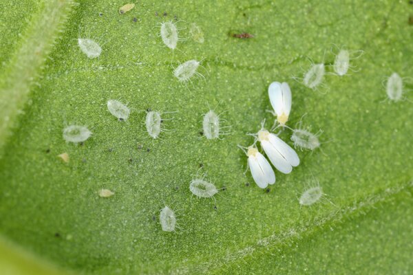 Mouches blanches, Bemisia tabaci, face inf&eacute;rieure d'une feuille de l&eacute;gume (d&eacute;tail)