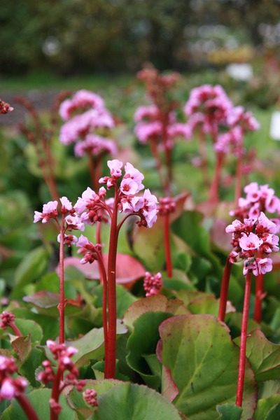 Bergenie Herbstbl�te