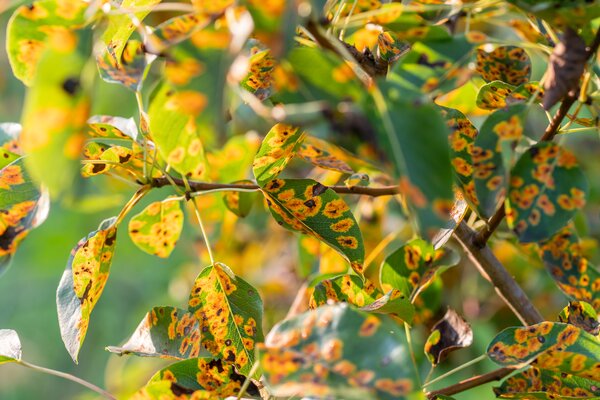 Rouille maill&eacute;e du poirier, Gymnosporangium sabinae, rouille maill&eacute;e, h&ocirc;te secondaire : le poirier, infestation s&eacute;v&egrave;re, poirier perd ses feuilles