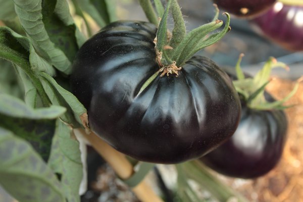 Tomate ancienne 'Black Beauty' (Solanum lycopersicum), tomates qui ne fleurissent pas