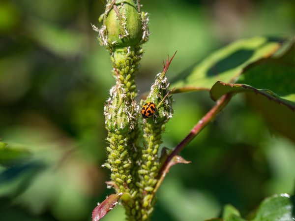 Coccinelles contre pucerons
