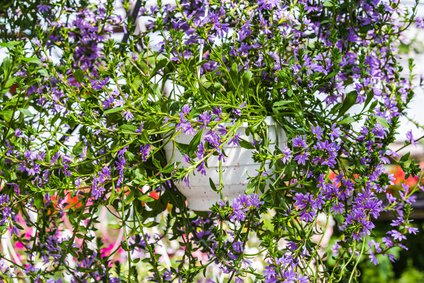 La fleur &eacute;ventail de f&eacute;e aime le soleil, mais se contente &eacute;galement d&rsquo;un emplacement mi-ombrag&eacute; ou ombrag&eacute;