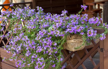 Le scaevola attire les regards non seulement dans un massif &nbsp;!
