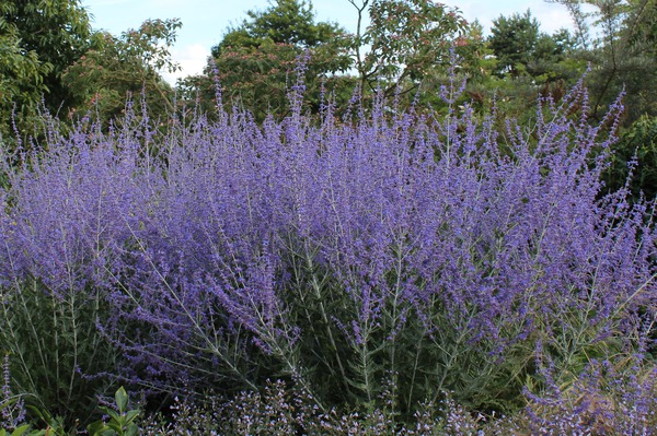 Perovskia, arbustes &agrave; fleurs