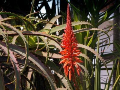 <i>Aloe Vera</i> en fleur
