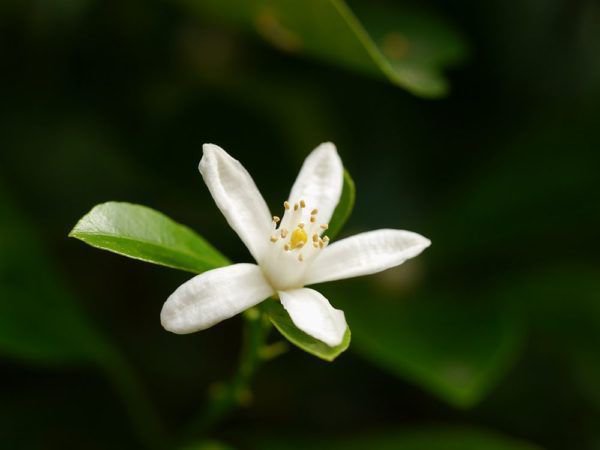 Planter le calamondin