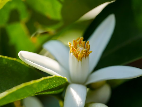 Planter le calamondin