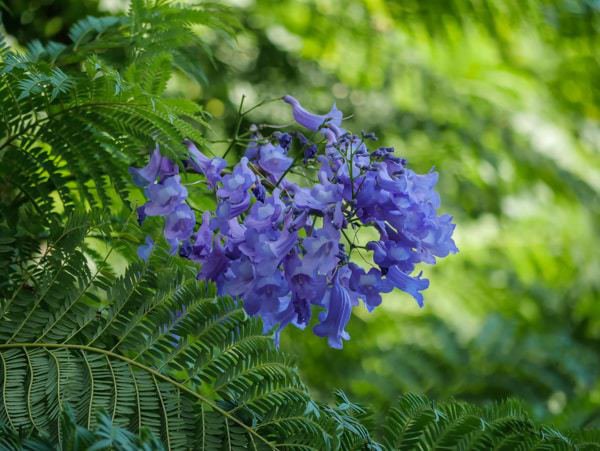 Les fleurs du jacaranda en elles-m&ecirc;mes sont une v&eacute;ritable merveille