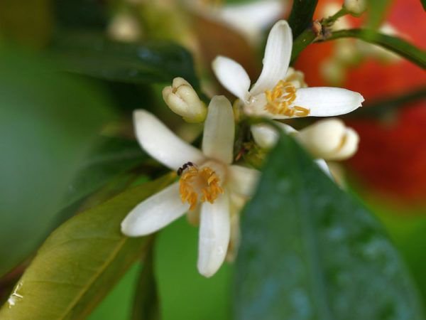 Citronnier rouge