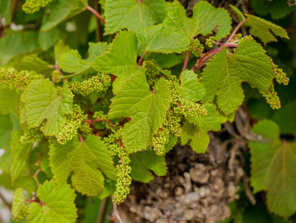 Cultiver de la vigne, faire son vin, Lubera, fleurs de vigne