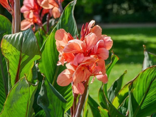 Les cannas