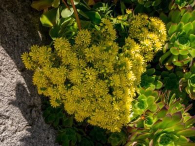 fleurs jaunes de l&rsquo;&eacute;chev&eacute;ria