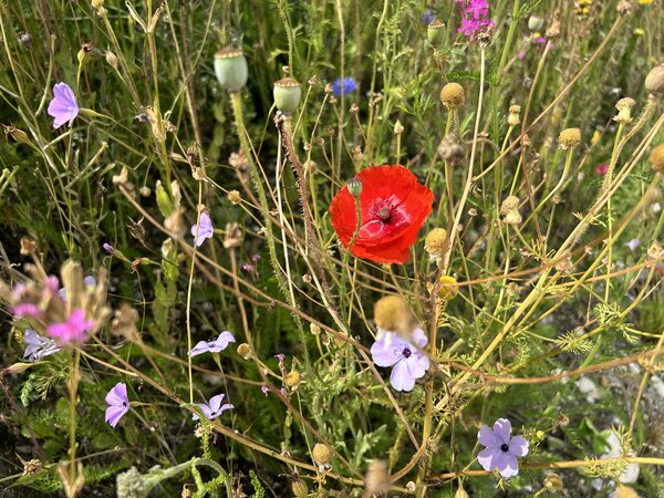Cr&eacute;er une prairie fleurie, prairie fleurie Lubera Suisse, Buchs SG